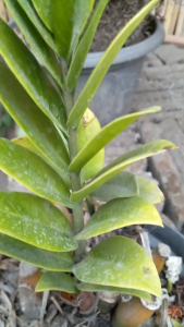 Zamioculcas zamiifolia (ZZ Plant) -  - Pokok ZZ Tahan Lasak - ज़ेड ज़ेड प्लांट पौधा Zamioculcas zamiifolia – Low-Maintenance Glossy Indoor Plant Drought Tolerant Tropical Foliage Feng Shui Lucky Plant LIVE PLANT