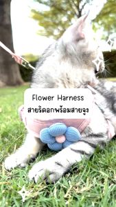 CleverPet สายรัดอกแมวและสุนัข ฟรีสายจูง ระบายความร้อน Cat Flower Harness