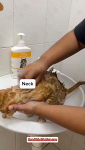 CANAAN Aniflea Anti Flea Cat Shampoo Control and Stops Insects Maturation Syampu Kutu Kucing
