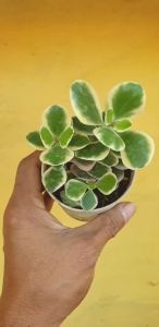 กุหลาบหิน คาลันโช เฟดเชนโกย ออโรร่า บอเรลิส ด่าง kalanchoe fedtschenkoi variegata aurora borealis