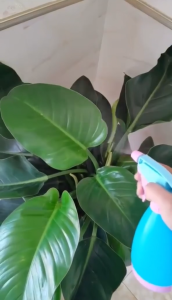 Botol Semprot Bahan Plastik Spray Siram Tanaman 500ml Semprotan Multifungsi