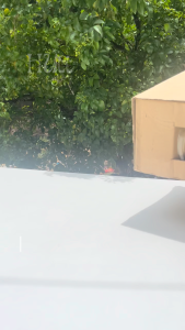 Hộp 12 Ly Thủy Tinh Uống Trà Đá Bia Nước Ngọt Quai Khía 300ML Việt Nam TG-117