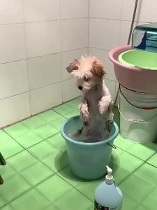 7o | Găng Tắm Chống Xước Cho Thú Cưng