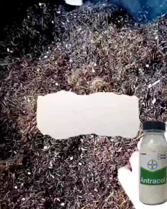 Fungisida Antracol 70wp repack