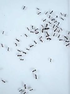 【Quickly eliminate all ants】MNY Ants killer bait Ant bait gel Ubat semut 16PCS/BOX100% mortality rate also effective for lizard/cockroaches Racun semut Ubat semut paling kuat Ant bait 蚂蚁药