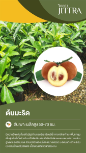 จิตตรา ต้นพันธุ์มะริด เพาะเมล็ดสูง 50-70 ซม. โตไวให้ผลเร็ว พร้อมส่ง เคลมฟรี ต้นพันธุ์ผลไม้โบราณหายาก