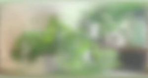 Kenaf Stick Kenaf Pole Batang Sabut Kelapa for Climbing Plant High Quality Coco/Kenaf Stick Climbing Pole Plants 植物攀藤柱