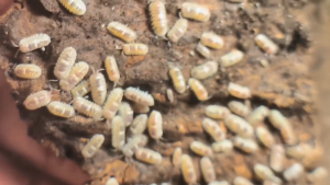 [IJUZWANISO] Armadillidium espanyoli marbelized (Isopod for Terrarium and pets)