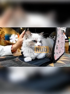 PAWHUB Tas Selempang Hewan Peliharaan Kucing Anjing Portable Lipat Motif Kucing / Breathable Cat Shoulder Bag