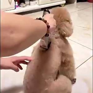 Cukur Bulu Anjing / Alat Cukur Bulu Kucing / Mesin Cukur Domba Kambing Kucing /Alat Cukur Domba / Pencukur Bulu Kucing / Pet Clipper Kit