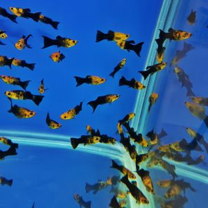 【LIVE】Golden Black Molly Fish 黑金茉莉鱼 Black Gold Tuxedo Molly