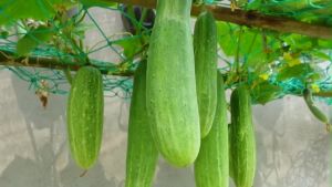 VP 4PCS SEEDS - F1 CUCUMBER/HYBRID/EASY TO GROW/HIGH YIELDING/MORE PROFIT
