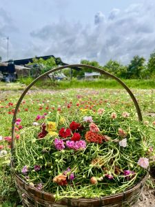 คุณนายตื่นสาย แพรเซี่ยงไฮ้ (คละสี 100 กิ่ง) ตัดกิ่งสดอวบยาว