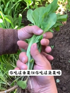 600 เมล็ดเมล็ดพันธุ์ไวลด์ร็อกเก็ต เมล็ดไวลด์ร็อกเก็ต ใบใหญ่ เมล็ดพันธุ์แท้ ปลูกผัก สวนครัว คุณภาพดี