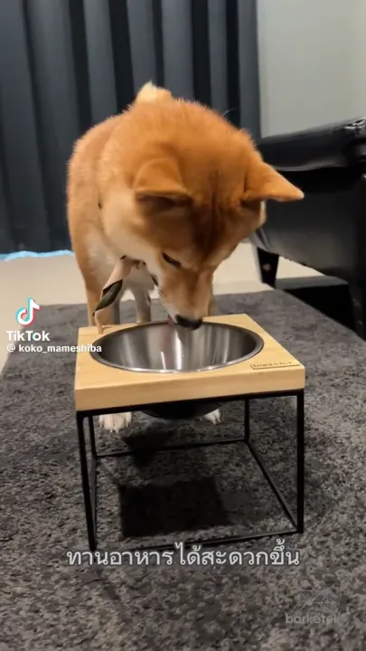 Barketek ชามอาหารสัตว์ยกสูง รุ่น MOD - Series สแตนเลส