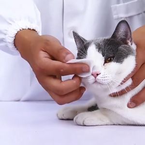 120pcs Kojima Japan Tissue Eye Wipes Tear Stain Pad Anjing Kucing