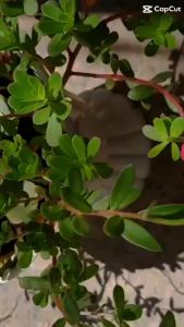 Hủ 25 gr Cao liền sẹo collagen  chuyên lấp đầy vết thương do té ngã phỏng pô