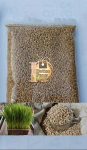 เมล็ดข้าวสาลีพันธุ์ฝาง  60 อัตราการงอก 95%  ปราศจากสารพิษ 100%% ขนาดบรรจุ 1 กิโลกรัม