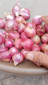 Bawang Merah Probolinggo Kering Tanggung Besar