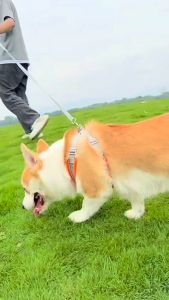 [Rẻ vô địch] Dây Dắt Chó Mèo - Dây Dắt Kèm Yếm Vải Bản To Ôm Ngực Êm Ái Cho Chó Mèo Kèm Dây Dẫn