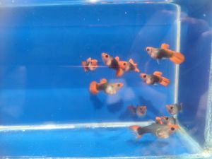 koi toxido short body glass belly guppy (grade AAA) pair
