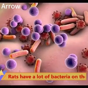 5 Pcs/Bag Rat repellent for home Mouse Repeller Repellent Peppermint Balls to Repel Rats Deterrent Indoor Rat Killer