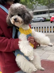 Nylon Front Pet Dog Carrier Backbag High Quality Dog Cat Outdoor Travel Carrier Bag Portable Breathable Comfort Front/Rear 2-Use 宠物外出背包