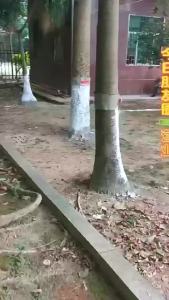 💗🙋♀️💗大树树干涂白剂喷涂防冻杀菌