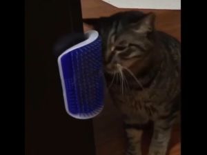 Catit Self Groomer with Catnip / Cat Massage Brush Comb Groom