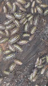 (Beginner Friendly Fast Shipping) Armadillidium Gestroi Isopod Terrarium