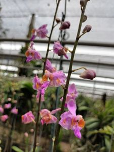 เอื้องม้าวิ่ง🌼ในตะกร้า 3.5 นิ้ว มีประมาณ 1-2 ลำต้น กล้วยไม้ป่า ออกดอกเดือนเมษายน-พฤษภาคม/พฤกษา14กล้วยไม้ป่า