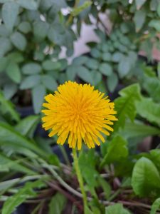 Dandelion ดอกฟันสิงห์โต เมล็ดพันธุ์ใหม่ๆ 300 เมล็ด หรือ 5 ดอก