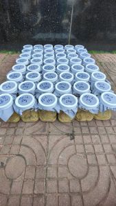 Trứng sâu can xi về nuôi 10 gram