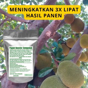 Pupuk Booster Cempedak Pelebat Organik Cepat Berbuah Lebat Besar Anti Rontok Pembesar Cempedak