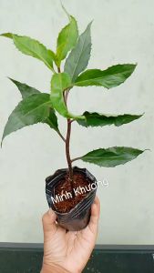 Combo 2 Chậu  cây rau lủi nhúng lẩu xào tỏi rất ngon rất dễ trồng- Minh Khương