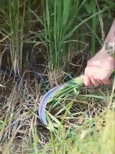 60CM Multipurpose Long Handle Sickle Manganese Steel Agricultural Sickle Garden Tools Blade Karet Scythe Bolo