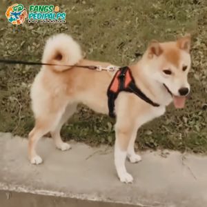 Pet Reflective Saddle Chest Strap: A Comprehensive Guide