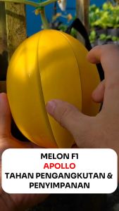 Benih Melon F1 APOLLO 10 seed Known You Seed Tahan Pengangkutan & Penyimpanan