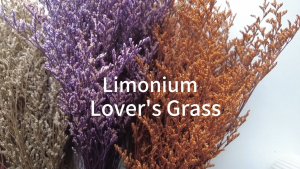 Preserved Valentines Grass Limonium Natural Flower Misty Lover Grass Eternal Flower Boho Chic Home Wedding Decoration DIY Showcase Flowers