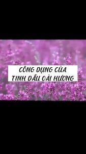 Tinh dầu hoa oải hương giúp thanh lọc không khí khử mùi thơm phòng giúp ngủ ngon - sunstore.office