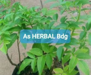 Daun sangitan sambucus javanica segar 400 gram-az