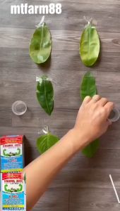 Combo diệt rầy lưng trắng - dùng cho 1ha - Acetamiprid 300g/kg.Buprofezin 200g/kg.Fenobucard 100g/kg - profenofos 100g/l + thiamethoxam 147g/l.