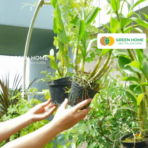 Bộ 3 Phân Tan Chậm Greenhome Rynan 200-210-220 Chuyên Phong Lan 3 Giai Đoạn Dưỡng Cây Con Kích Hoa Sau Ra Hoa