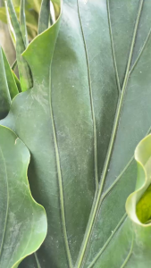 Deodorant Spray 1 LITER non Alkohol - Penghilang Bau Ketiak Alami Termurah ALAMI.GO