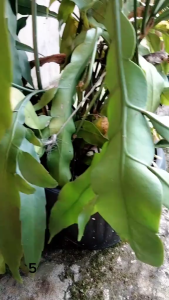 [5 BIBIT] Stek Bibit Tanaman Wijaya Kusuma Ukuran Tinggi ±30cm