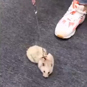 สายจูงไนล่อน ปรับได้ หลากสี สําหรับหนูแฮมสเตอร์ กระรอก ชินชิล่า กันลม กันหาย