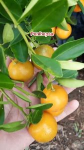 Bibit Jeruk Kip Sudah Berbuah Banyak Super
