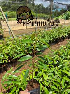 ต้นทุเรียนหมอนทอง ถุงเล็ก #7