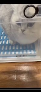 Folding Atomizing Box Pet Dryer Hair Dryer Oxygen Cage Dog Special Breathable Cat Puppy Drying Nebulizer 宠物烘干箱