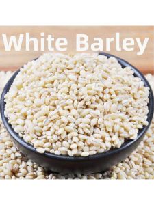Fresh White Highland Barley Dehusked Whole Grain
